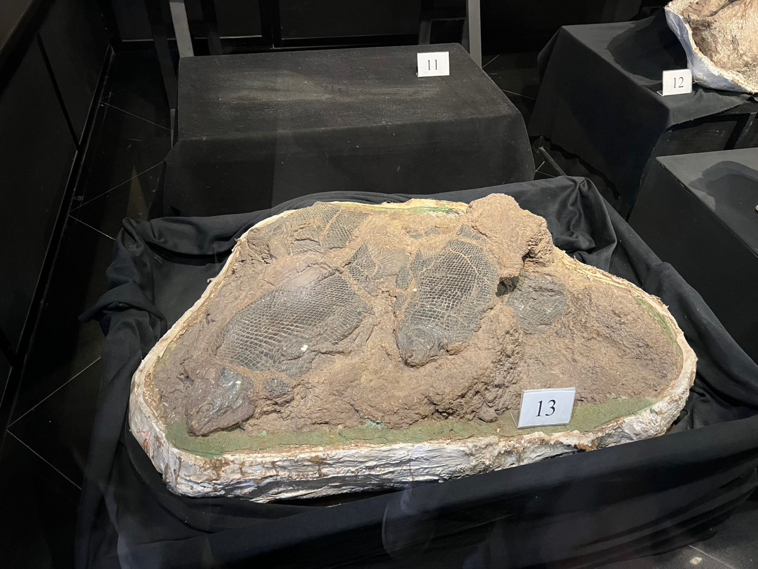 LINE_ALBUM_ดูงานบรรพชีวิน2568_250409_270