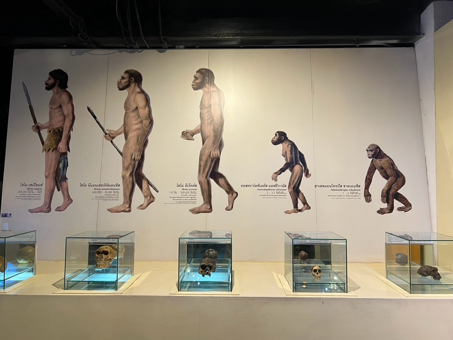 LINE_ALBUM_ดูงานบรรพชีวิน2568_250409_280